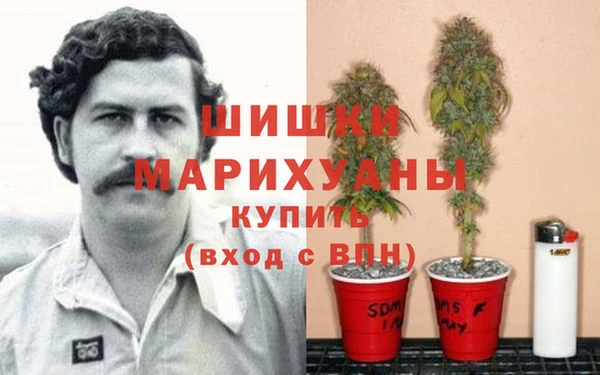трава Аркадак